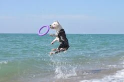 Puller -Suministros Para Perros 114417 collar 5