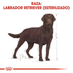 ROYAL CANIN Labrador Retriever Adult Sterilised Para Perro Labrador Esterilizado 13 ROYAL CANIN Labrador Retriever Adult Sterilised Para Perro Labrador Esterilizado -Suministros Para Perros 128927 rc bhn labradorsterilised cv eretailkit 1 es es 5