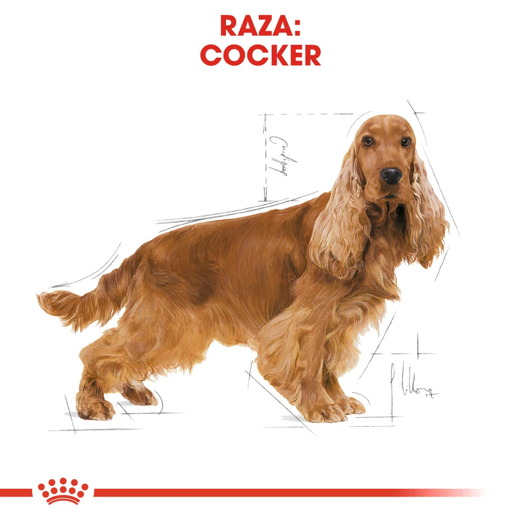 ROYAL CANIN Cocker Adult Pienso Para Perro Adulto De Raza 5 ROYAL CANIN Cocker Adult Pienso Para Perro Adulto De Raza - Imagen 5