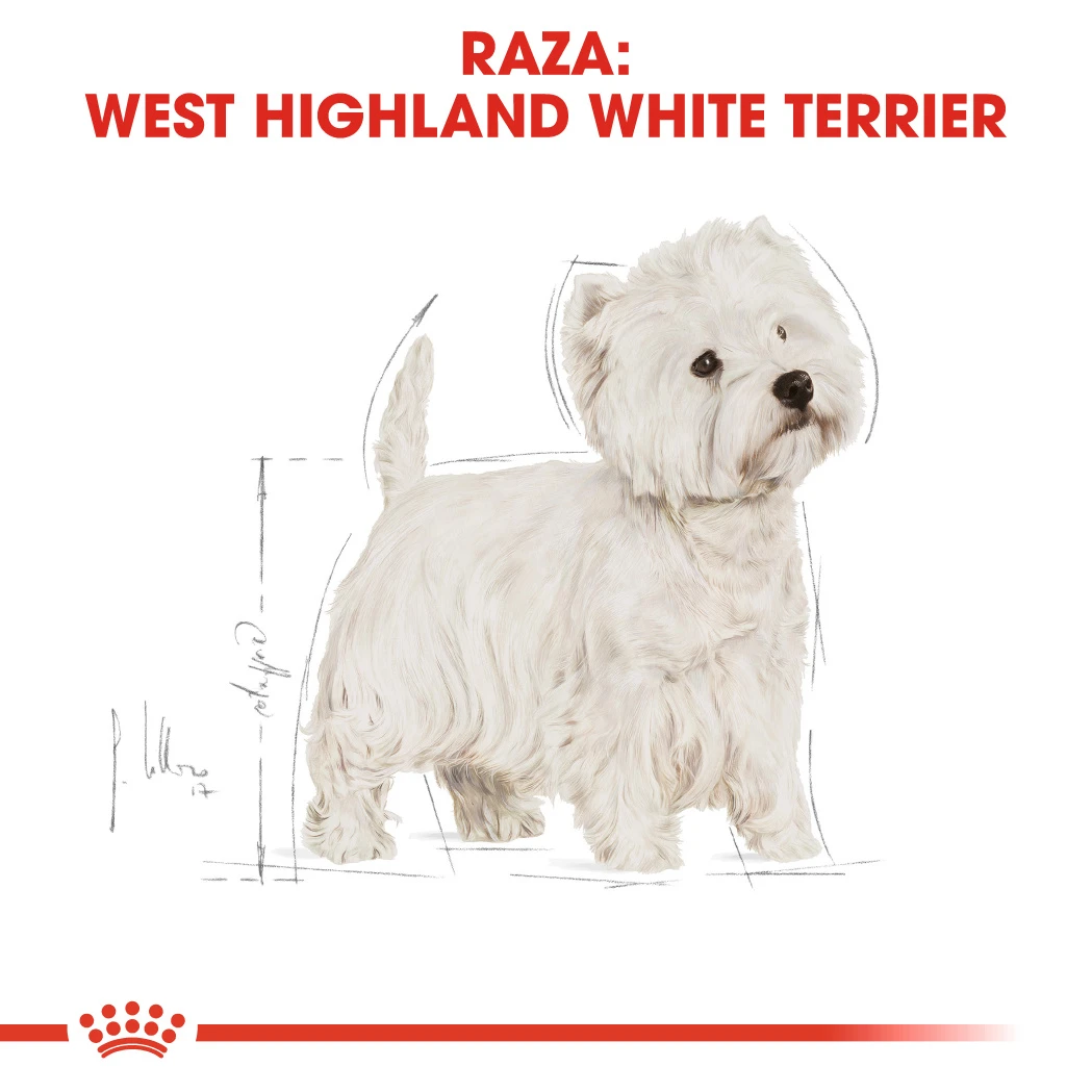 ROYAL CANIN West Highland Terrier Adult Pienso Para Perro Adulto Westie 5 ROYAL CANIN West Highland Terrier Adult Pienso Para Perro Adulto Westie - Imagen 5