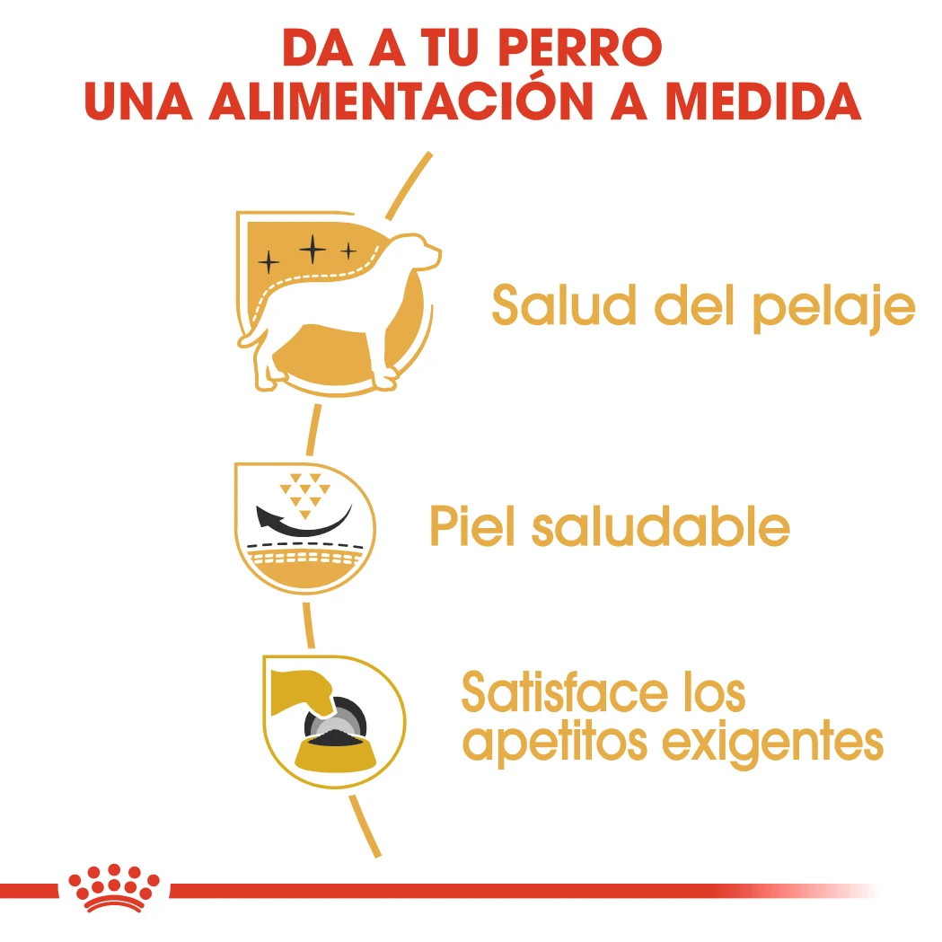 ROYAL CANIN West Highland Terrier Adult Pienso Para Perro Adulto Westie 3 ROYAL CANIN West Highland Terrier Adult Pienso Para Perro Adulto Westie - Imagen 3