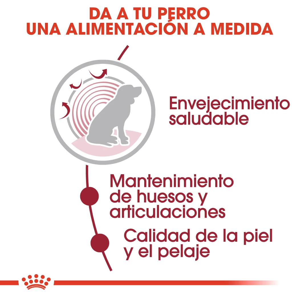 ROYAL CANIN Pack 10 Medium Ageing 4 ROYAL CANIN Pack 10 Medium Ageing - Imagen 4