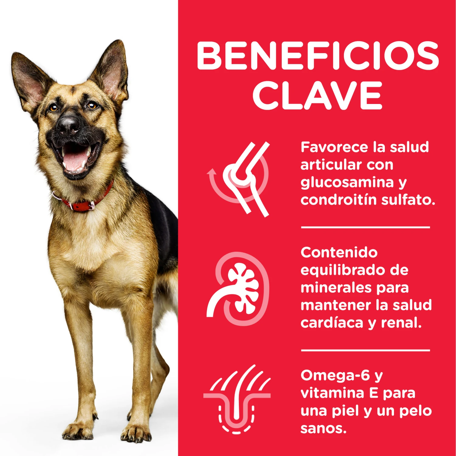 Hill's Science Plan Senior +6 Large Pollo 4 Hill's Science Plan Senior +6 Large Pollo - Imagen 4