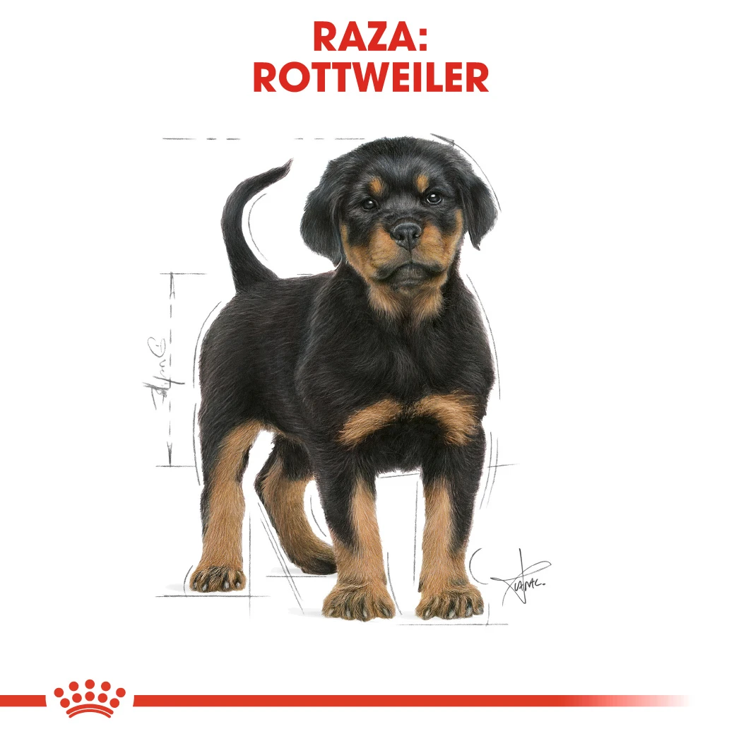 ROYAL CANIN Rottweiler Puppy Pienso Para Cachorro De Raza 6 ROYAL CANIN Rottweiler Puppy Pienso Para Cachorro De Raza - Imagen 6