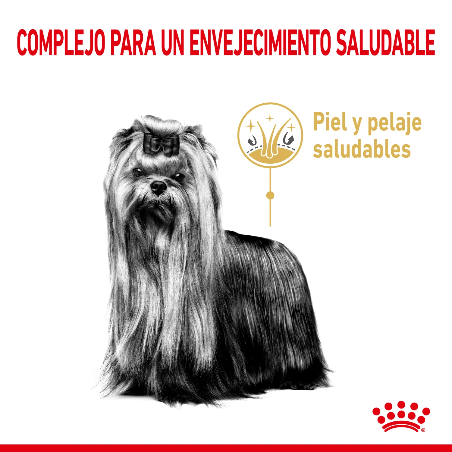 ROYAL CANIN Yorkshire Terrier Ageing 8+ Para Perro De Edad Avanzada De Raza 4 ROYAL CANIN Yorkshire Terrier Ageing 8+ Para Perro De Edad Avanzada De Raza - Imagen 4