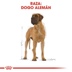 ROYAL CANIN Great Dane Adult Pienso Para Perro Adulto Gran Danés -Suministros Para Perros 204 rc bhn greatdane cv eretailkit 1 es es 5