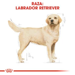ROYAL CANIN Labrador Retriever Adult Pienso Para Perro Adulto De Raza 13 ROYAL CANIN Labrador Retriever Adult Pienso Para Perro Adulto De Raza -Suministros Para Perros 28 rc bhn labrador cv eretailkit 1 es es 5