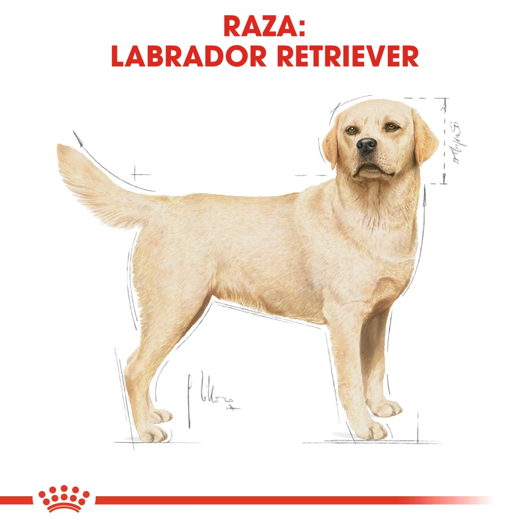 ROYAL CANIN Labrador Retriever Adult Pienso Para Perro Adulto De Raza 5 ROYAL CANIN Labrador Retriever Adult Pienso Para Perro Adulto De Raza - Imagen 5