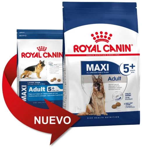 ROYAL CANIN Maxi Adult 5+ Pienso Para Perro Sénior De Razas Tamaño Grande 1 ROYAL CANIN Maxi Adult 5+ Pienso Para Perro Sénior De Razas Tamaño Grande
