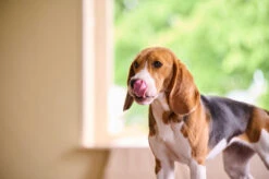 BEAPHAR Antiparasitario Natural Para Parásitos Intestinales 6 BEAPHAR Antiparasitario Natural Para Parásitos Intestinales -Suministros Para Perros 3461920400054 1 62ece7212fd8e 63f39668d5fce