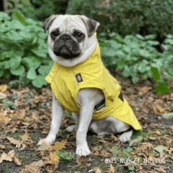 Trixie Impermeable Vimy Amarillo Para Perros 15 Trixie Impermeable Vimy Amarillo Para Perros -Suministros Para Perros 426360 trixie raincoat dog jacket vimy yellow 3 3 300x300 3