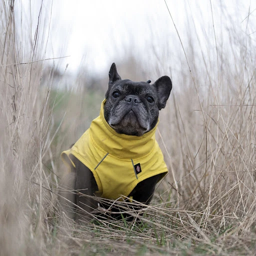 Trixie Impermeable Vimy Amarillo Para Perros 6 Trixie Impermeable Vimy Amarillo Para Perros - Imagen 6