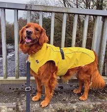 Trixie Impermeable Vimy Amarillo Para Perros 7 Trixie Impermeable Vimy Amarillo Para Perros - Imagen 7