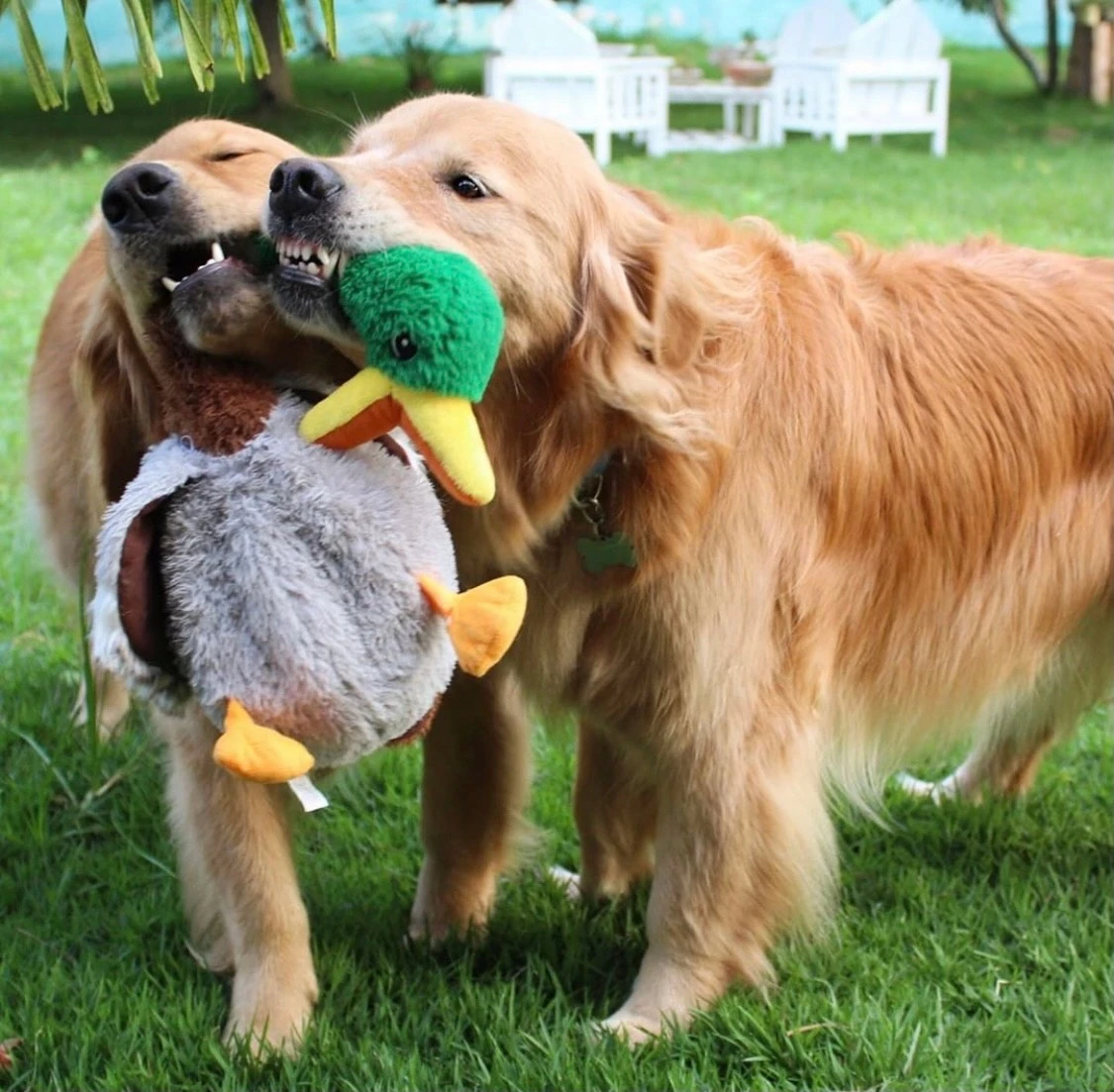 KONG Peluche Shakers Con Sonido Pato 4 KONG Peluche Shakers Con Sonido Pato - Imagen 4