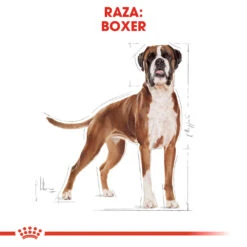 ROYAL CANIN Boxer Adult Pienso Para Perro Adulto De Raza 13 ROYAL CANIN Boxer Adult Pienso Para Perro Adulto De Raza -Suministros Para Perros 479 rc bhn boxer cv eretailkit 1 es es 5