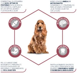 Advance Canine Medium Senior -Suministros Para Perros 66 3 3