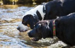 Ruffwear Collar Perro Hoopie Obsidian Black 8 Ruffwear Collar Perro Hoopie Obsidian Black -Suministros Para Perros 71Vh1sqQ8wL AC SL1200 62dfc7f7e7b29