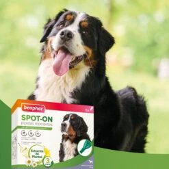 BEAPHAR Pipetas Antiparasitarias Raza Grande -Suministros Para Perros 8711231106165 PT06 64c78f06c1e9a