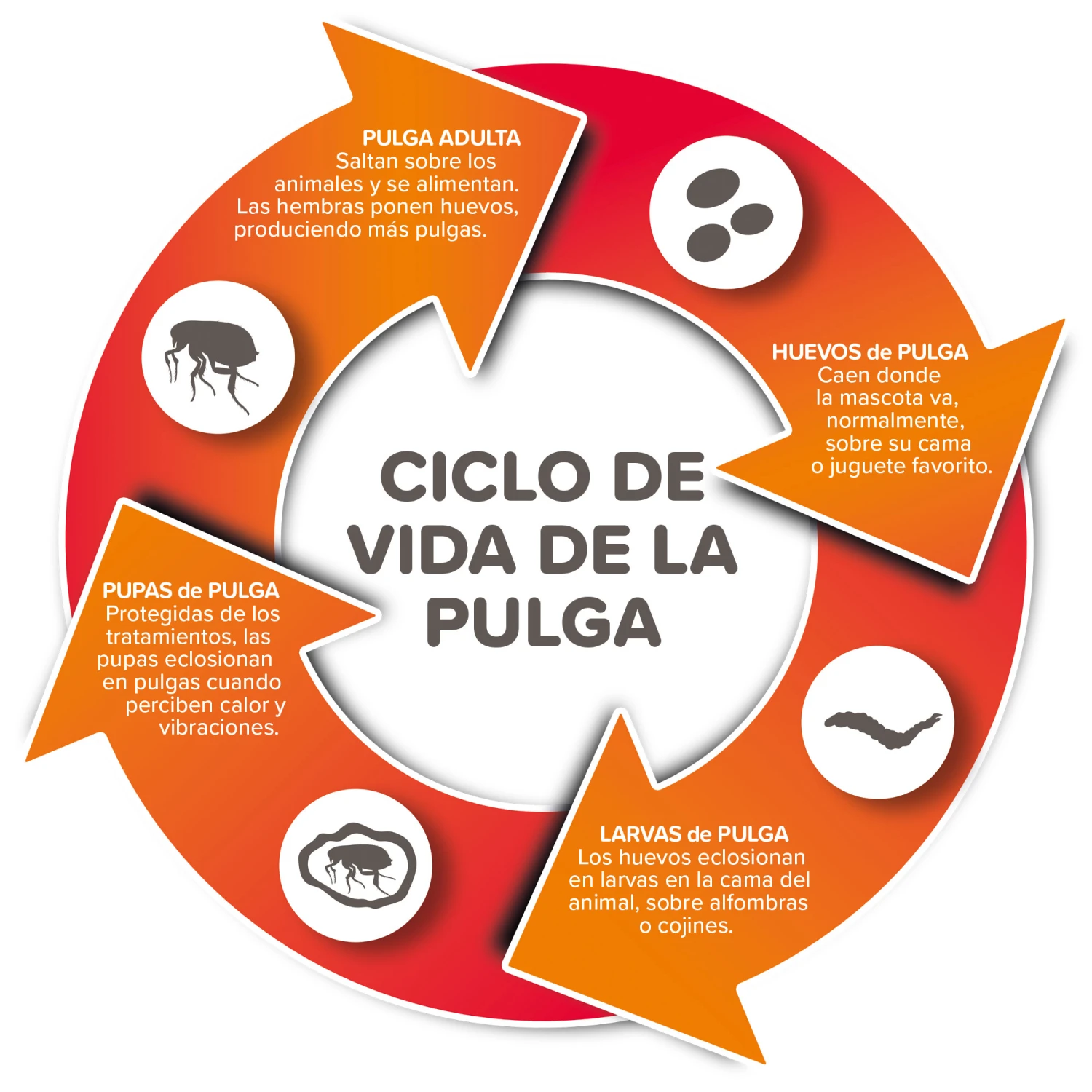 Spray Antiparasitario Para Gatos Y Perros (2,5mg/ml) 3 Spray Antiparasitario Para Gatos Y Perros (2,5mg/ml) - Imagen 3