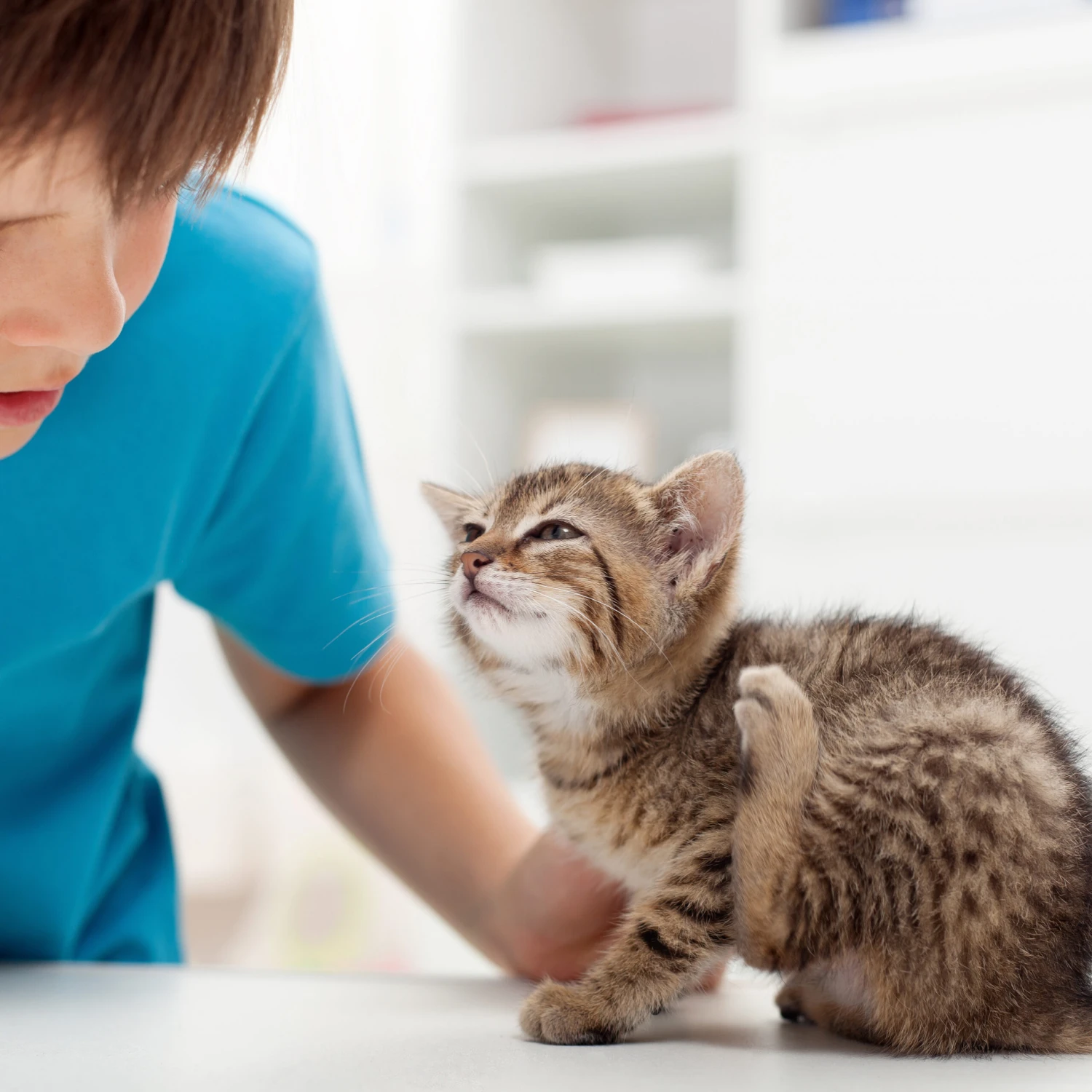 Spray Antiparasitario Para Gatos Y Perros (2,5mg/ml) 6 Spray Antiparasitario Para Gatos Y Perros (2,5mg/ml) - Imagen 6