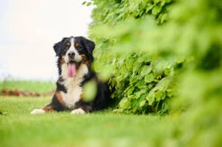 BEAPHAR Antiparasitario Natural Para Parásitos Intestinales 7 BEAPHAR Antiparasitario Natural Para Parásitos Intestinales -Suministros Para Perros 8711231157006 1 62ece74a0f212 63f3966bd8b59