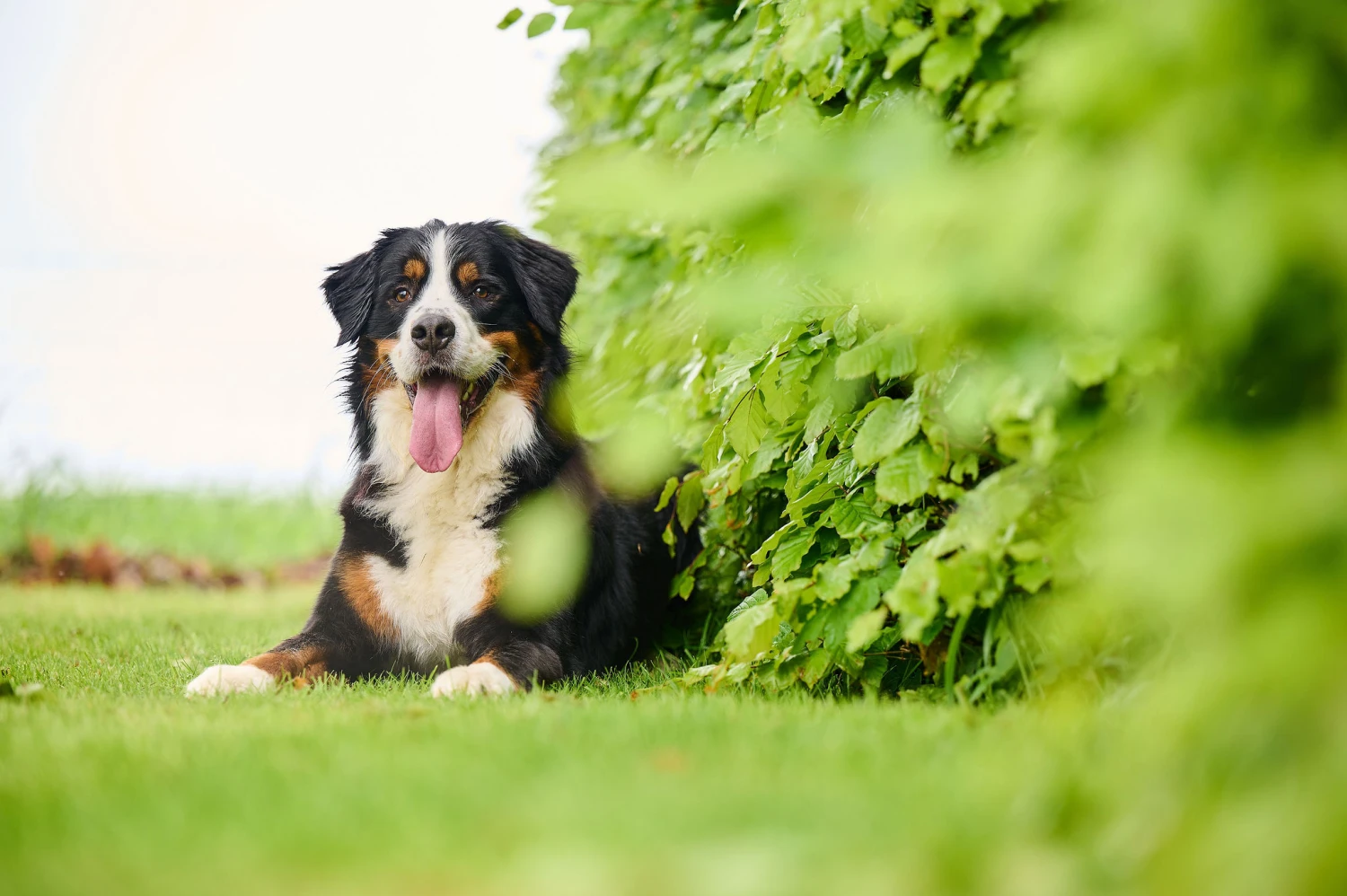 BEAPHAR Antiparasitario Natural Para Parásitos Intestinales 4 BEAPHAR Antiparasitario Natural Para Parásitos Intestinales - Imagen 4