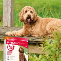 BEAPHAR Spot On Para Perros Grandes De 20-40 Kg -Suministros Para Perros 8711231164790 6 64a6c55de32ec