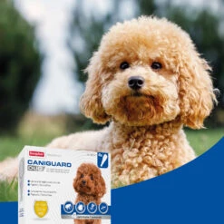 BEAPHAR Pipetas Caniguard Duo Para Perros De 1,4-4 Kg 10 BEAPHAR Pipetas Caniguard Duo Para Perros De 1,4-4 Kg -Suministros Para Perros 8711231170425 4 64c78c0881b42