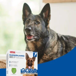 BEAPHAR Pipeta Caniguard Duo Solución Spot-On Para Perros De 20-40 Kg (268 Mg/2.400 Mg) 10 BEAPHAR Pipeta Caniguard Duo Solución Spot-On Para Perros De 20-40 Kg (268 Mg/2.400 Mg) -Suministros Para Perros 8711231170456 4 64c78c6bb1e8f