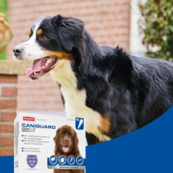 BEAPHAR Pipeta Caniguard Duo Solución Spot-On Para Perros De +40 Kg (402 Mg/3.600 Mg) -Suministros Para Perros 8711231170463 4 64a6c5d4a6b4f