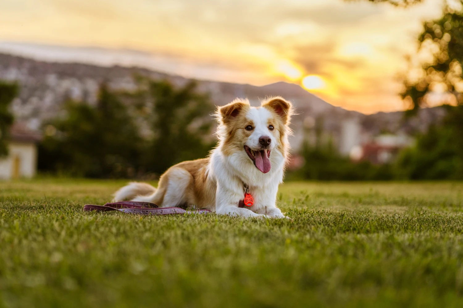 Tickless Repelente De Insectos Ultrasónico Rosa 2 Tickless Repelente De Insectos Ultrasónico Rosa - Imagen 2