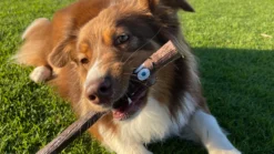 Stick Elwood -Suministros Para Perros DOOG Website Banner 9 650837c95b0b2