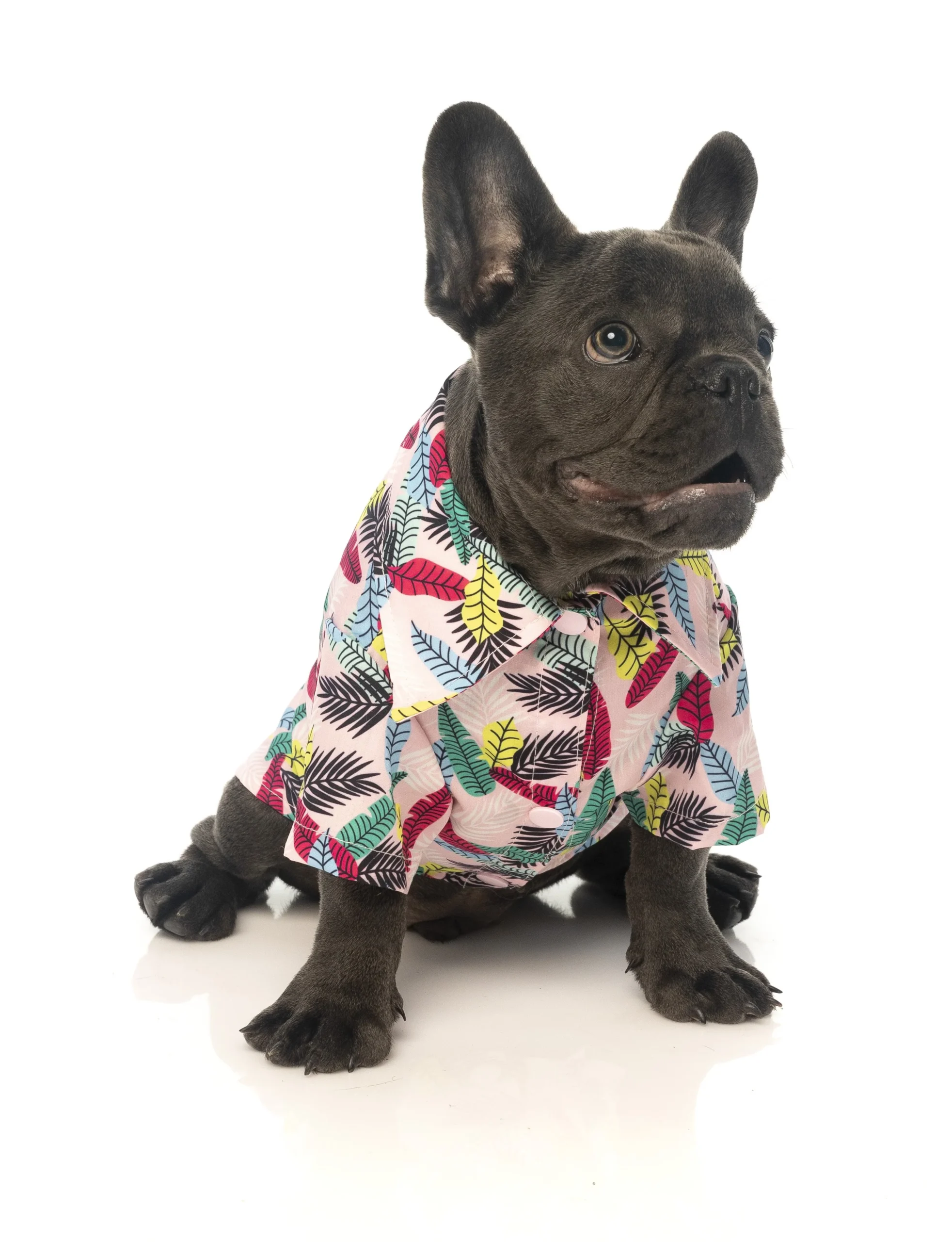 Fuzzyard Camiseta Hawaiana Ohana 4 Fuzzyard Camiseta Hawaiana Ohana - Imagen 4