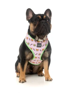 Fuzzyard Arnés SuShiba -Suministros Para Perros FZH266 70 Harness SuShiba Dog 6 1024x1024 62c296f7a44e7