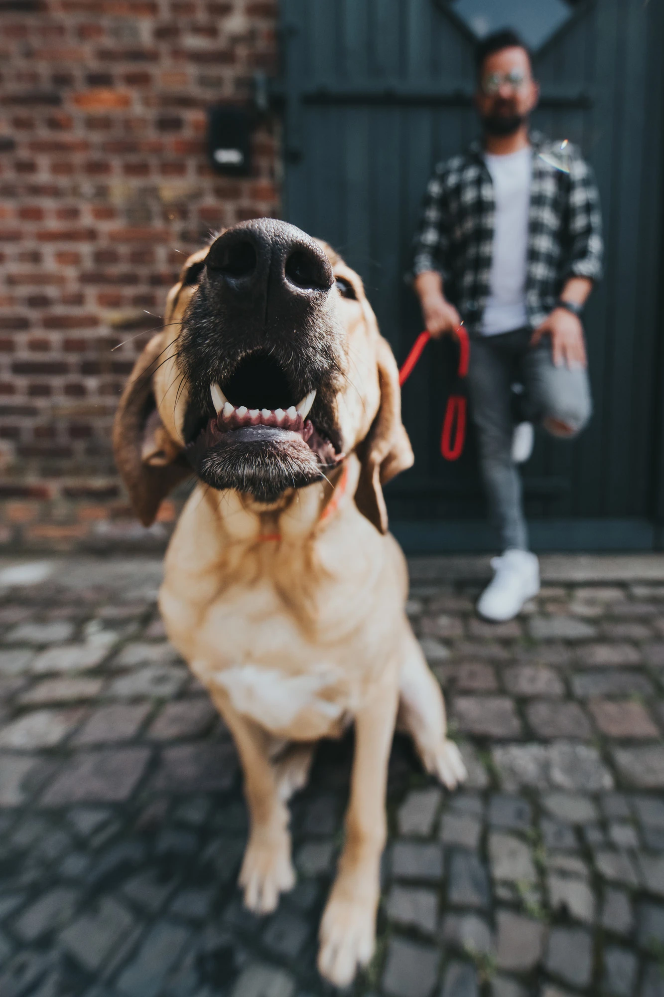 Hunter Correa Freestyle Para Perros Color Marrón 2 Hunter Correa Freestyle Para Perros Color Marrón - Imagen 2