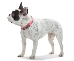 Hunter Collar Convenience Para Perros Color Naranja Neón 5 Hunter Collar Convenience Para Perros Color Naranja Neón -Suministros Para Perros HU63084 HU63090 HU63096 HU63102 HU63108 2 62ac6079d4853