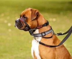 Bozal Antitirones Acolchado Optifit 5 Bozal Antitirones Acolchado Optifit -Suministros Para Perros Halti Optifit Headcollar size m On dog showing training lead double attachment Header Gallery 694x572 633fda1ae1f81