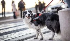 Julius K9 Arnés IDC Power Vaquero Con Borde De Neón -Suministros Para Perros IMG 3949 copy 627231ad69e17