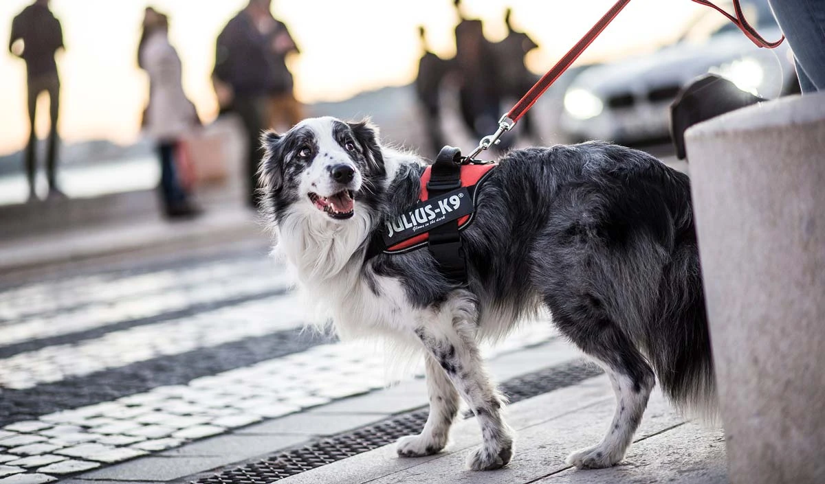 Julius K9 Arnés IDC Rosa 2 Julius K9 Arnés IDC Rosa - Imagen 2