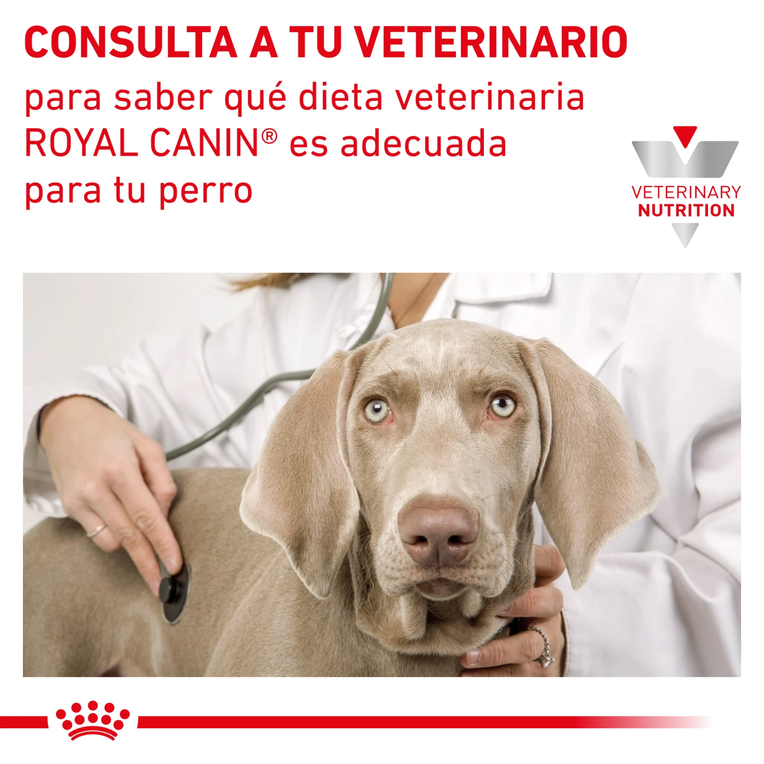 ROYAL CANIN Comida Húmeda Gastro Intestinal Canine 3 ROYAL CANIN Comida Húmeda Gastro Intestinal Canine - Imagen 3