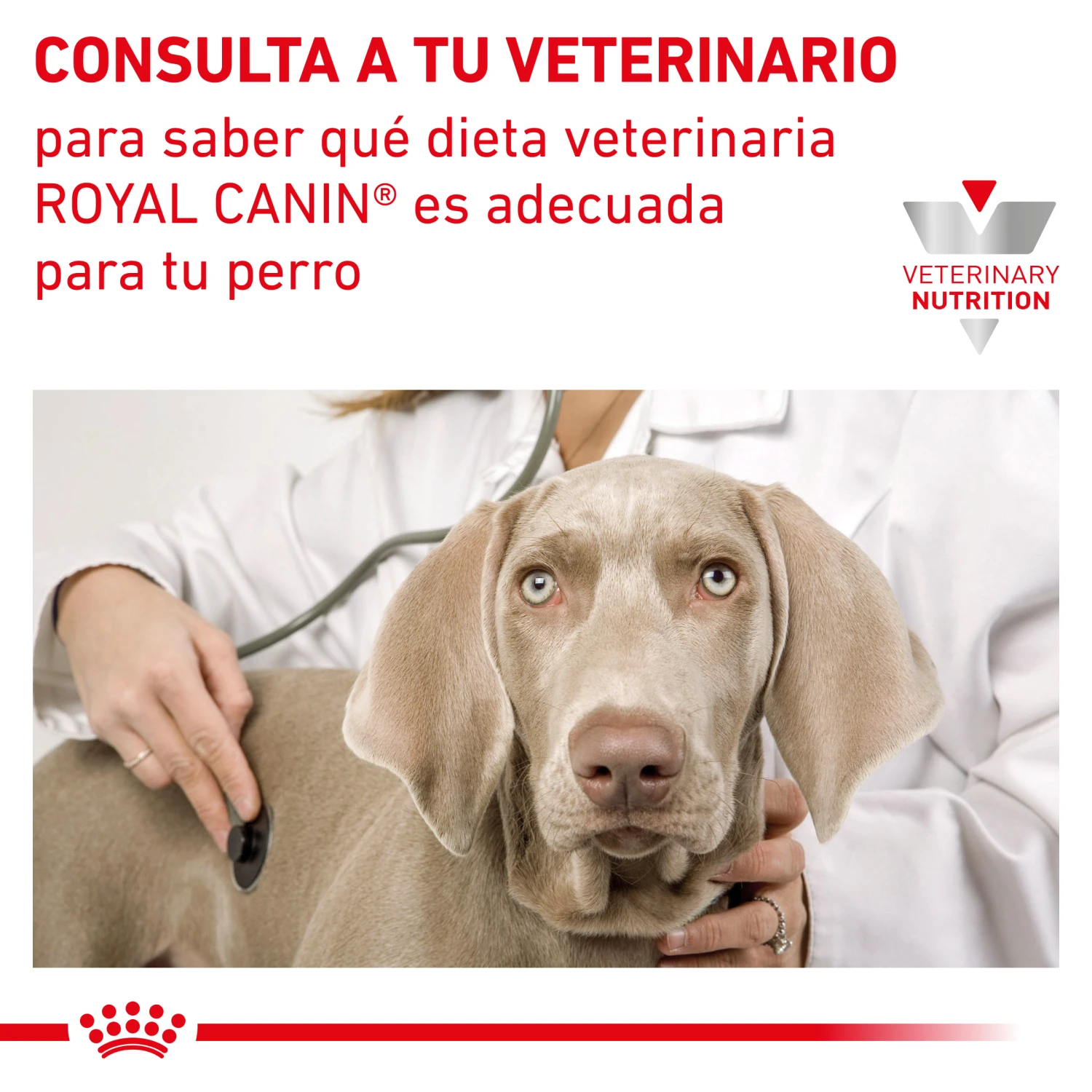 ROYAL CANIN Renal Select Canine 8 ROYAL CANIN Renal Select Canine - Imagen 8