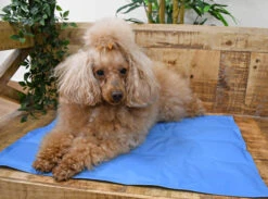 Manta Refrescante Cool Mat Azul Light Para Perros Y Gatos -Suministros Para Perros Nina Talla S 13 6481909802761