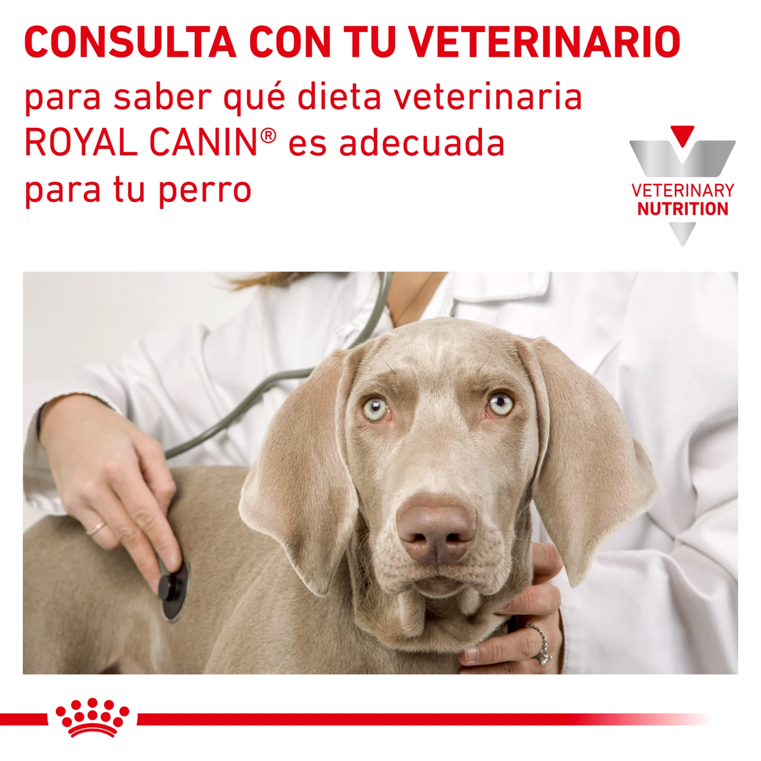 ROYAL CANIN Urinary S/O Moderate Calorie 9 ROYAL CANIN Urinary S/O Moderate Calorie - Imagen 9