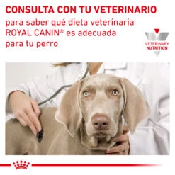 ROYAL CANIN VD Canine Urinary S/O Húmedo 16 ROYAL CANIN VD Canine Urinary S/O Húmedo -Suministros Para Perros RC VET WET DogUrinarySOCIG CV Eretailkit 6 es ES 62fcc7a270bd2