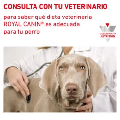 ROYAL CANIN VD Canine Urinary S/O (lata) -Suministros Para Perros RC VHN CanineUrinarySoLoafWet 200g CV BrandFlagship 6 es ES 64abadf2bfb43