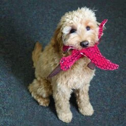 KONG Peluche Stegosaurus Verde 6 KONG Peluche Stegosaurus Verde -Suministros Para Perros RDY13 2 1000x1000 62ea3d6515e8e