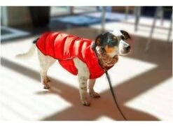 KRUUSE Abrigo Para Perros Buster Active Rojo -Suministros Para Perros abrigo para perros rojo buster active 632da7a335d74