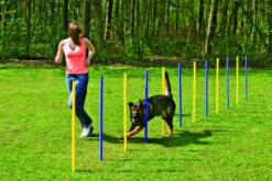 Agility Slalom