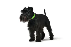 Hunter Collar Convenience Para Perros Color Negro -Suministros Para Perros apple222 1024x1024 at 2x 62ac61fdbb958
