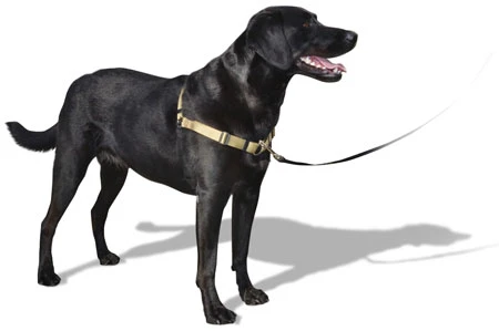 Virbac Pipetas Effipro Duo Spot On Antiparasitario Para Perros De 20 A 40 Kg (268 Mg/80 Mg) 3 Virbac Pipetas Effipro Duo Spot On Antiparasitario Para Perros De 20 A 40 Kg (268 Mg/80 Mg) - Imagen 3